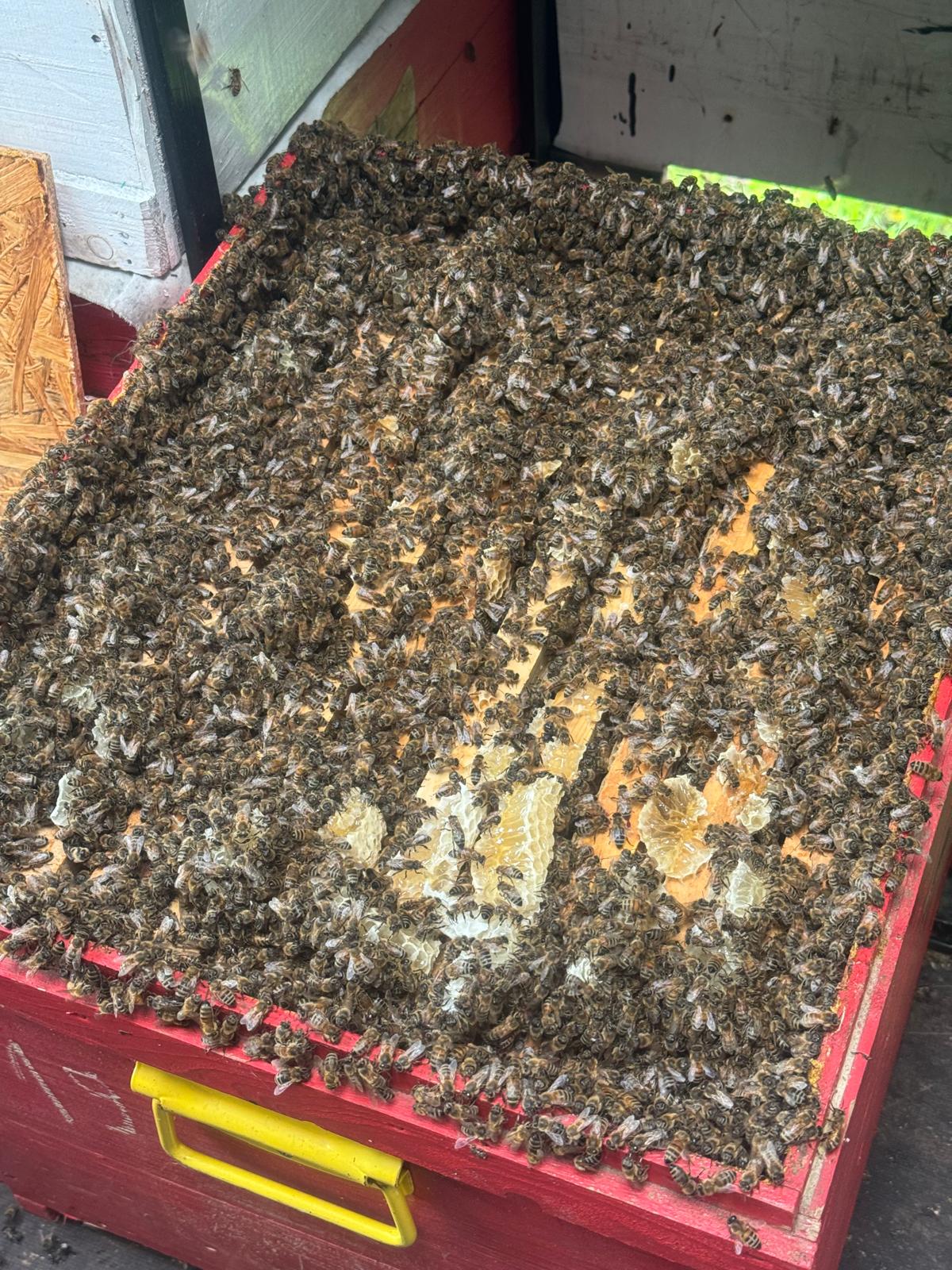 Bijen op de raten van een bijenkorf