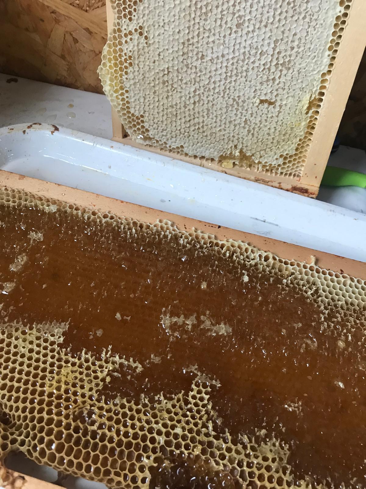 Een volle raat amberkleurige honing uit de oogst